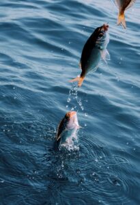 fish, catch, hook-869191.jpg